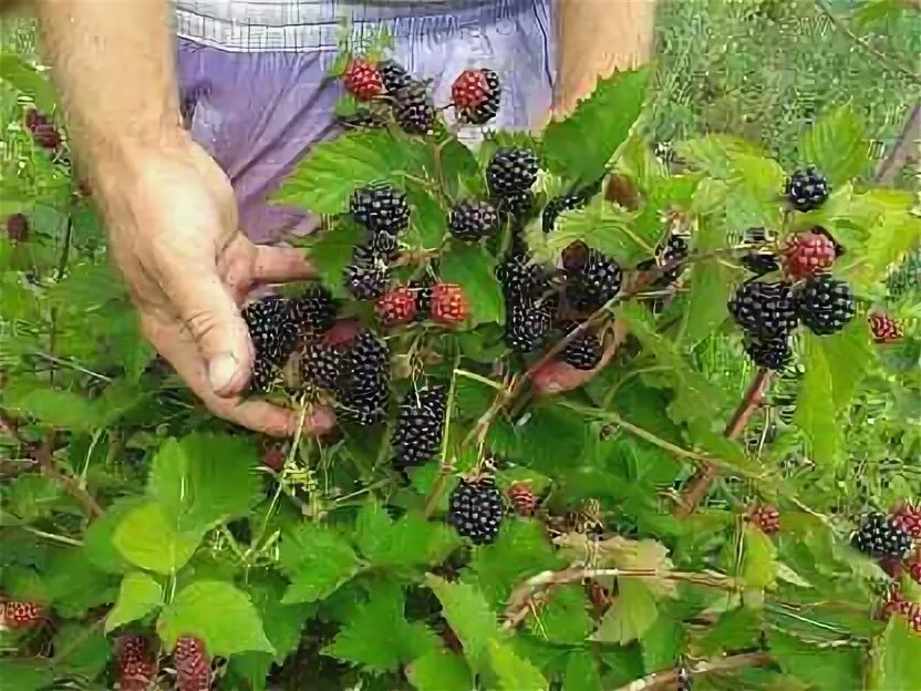 Ежевика кустистая уход и выращивание на даче