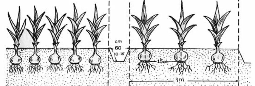 На 3 грядки посадили 27 луковиц. Гладиолусы схема посадки. Схема посадки гладиолусов в открытый грунт весной. Посадка гладиолусов глубина посадки. Посадка гладиолусов весной схемы.