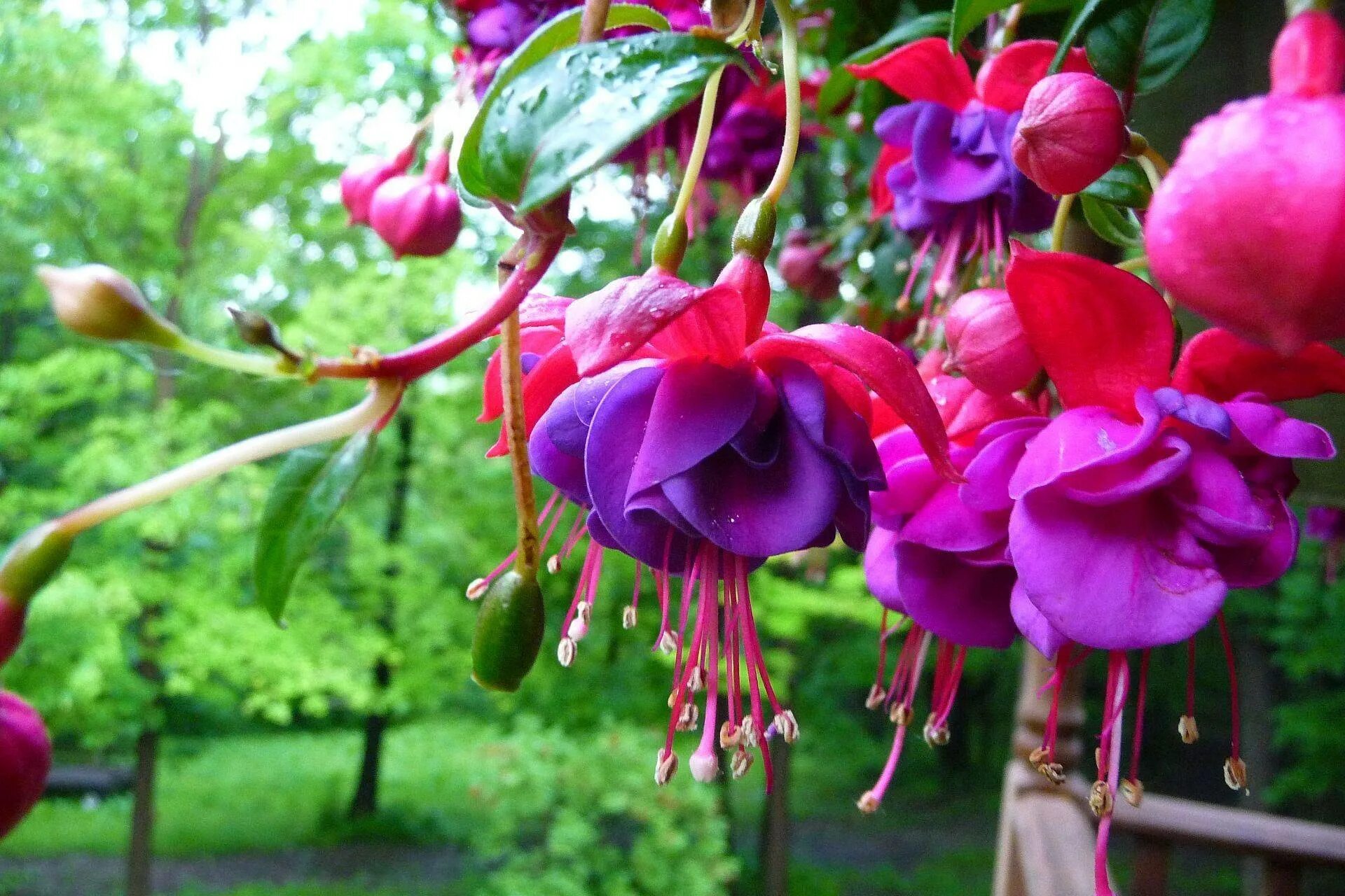 Фуксия fuchsia. Фуксия мелколистная. Фуксия fuchsia. Фуксия fuchsia. Фуксия трехлистная.
