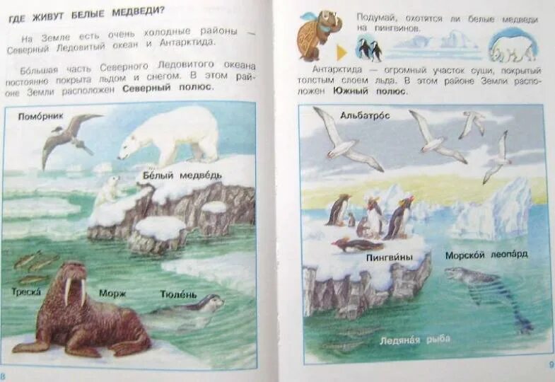 Где живут белые медведи обведи лишний рисунок. Где живут белые медведи 1 класс окружающий мир. Где живут белые медведи учебник 1 класс. Медведь окружающий мир 2 класс рабочая тетрадь. Медведь окружающий мир 2 класс рабочая тетрадь.