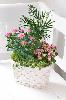 Mixed plants