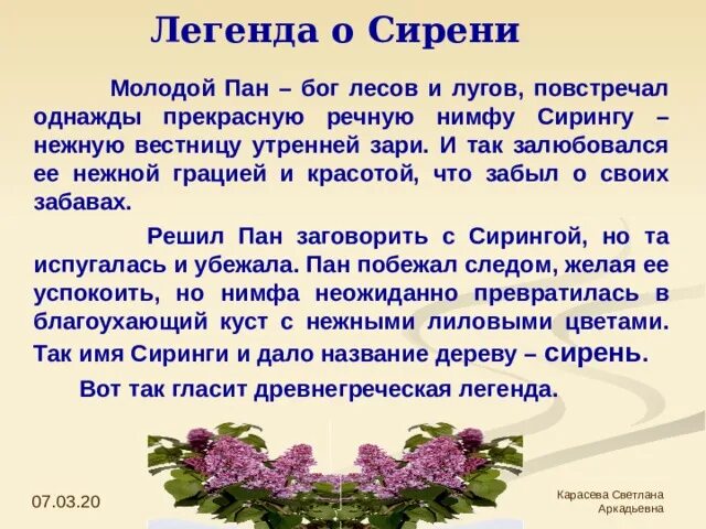 Легенда о сирени. Сирень миф. Легенда о происхождении сирени. Сирень Легенда о цветке. Рассказ про сирень