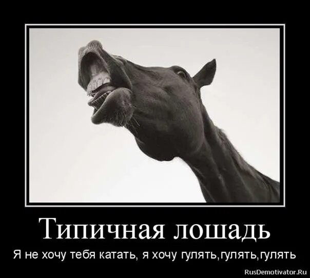 Хочу быть лошадью. Мотиватор с конями. Конь. Я хочу лошадь. Конь хочет кобылу.
