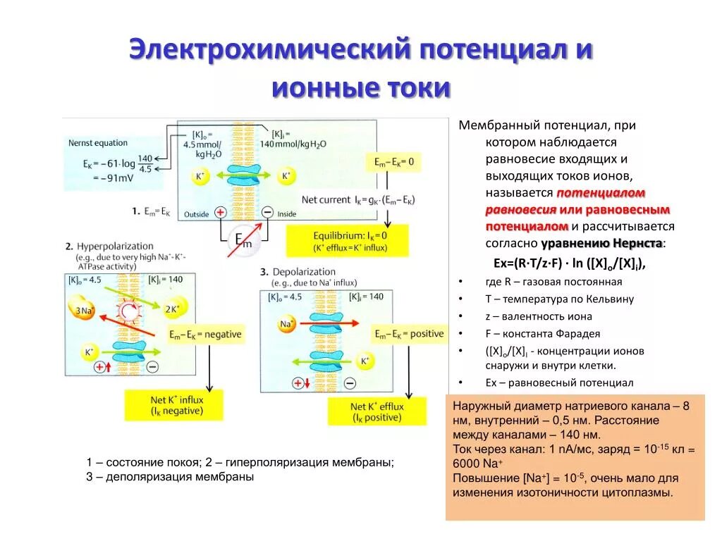 Стационарный мембранный потенциал. Электрический потенциал это в химии. Мембранный потенциал клетки. Электрохимический протонный градиент. Трансмембранный электрохимический потенциал.