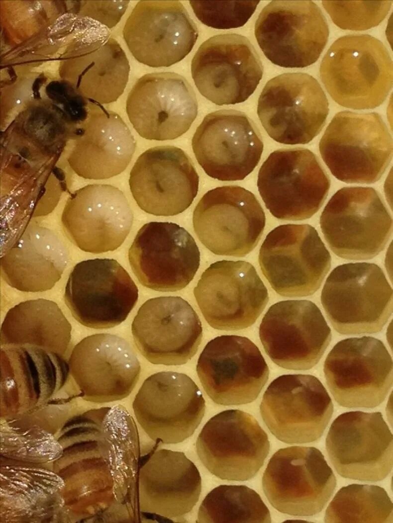Домашние насекомые пчелы. Соты пчелиные. Пчелиный улей. Пчелиный домик. Улей для пчел.
