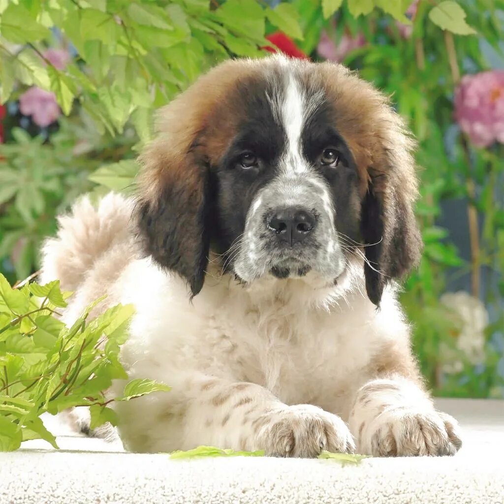 Празицид для собак 6 таблеток. Собака на лугу. 500 собак. 500 собак. Собака бегает в лесу.