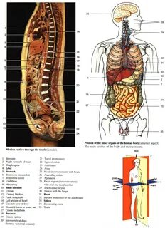 Corte Sagital Mediano
