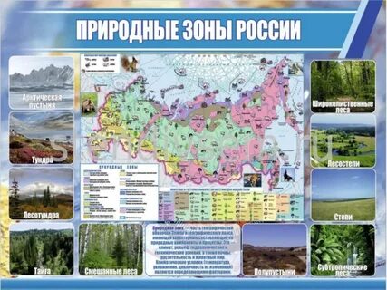 Растительный и животный мир география 8