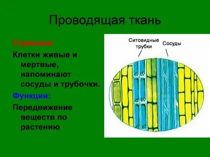 Какими чертами обладает проводящая ткань