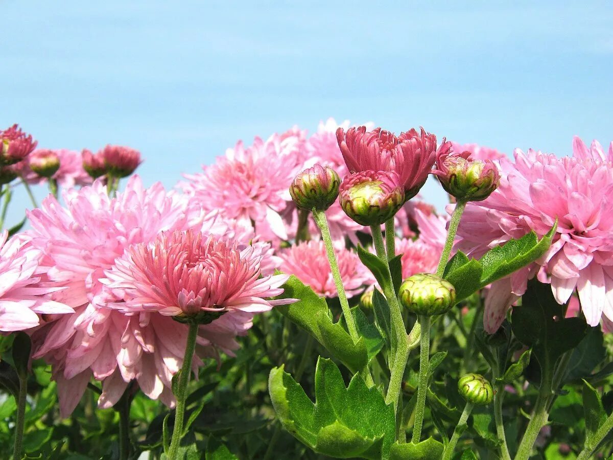 Хризантема жар птица. Астра хризантема синяя. Хризантема небес. Хризантема лимонная анемоновидная. Хризантема небес.