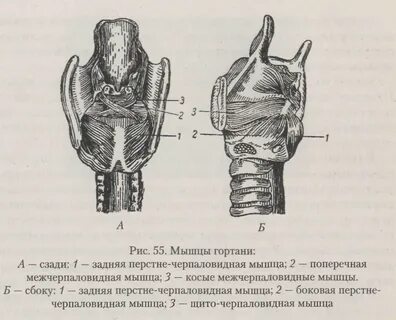 Гортань животных