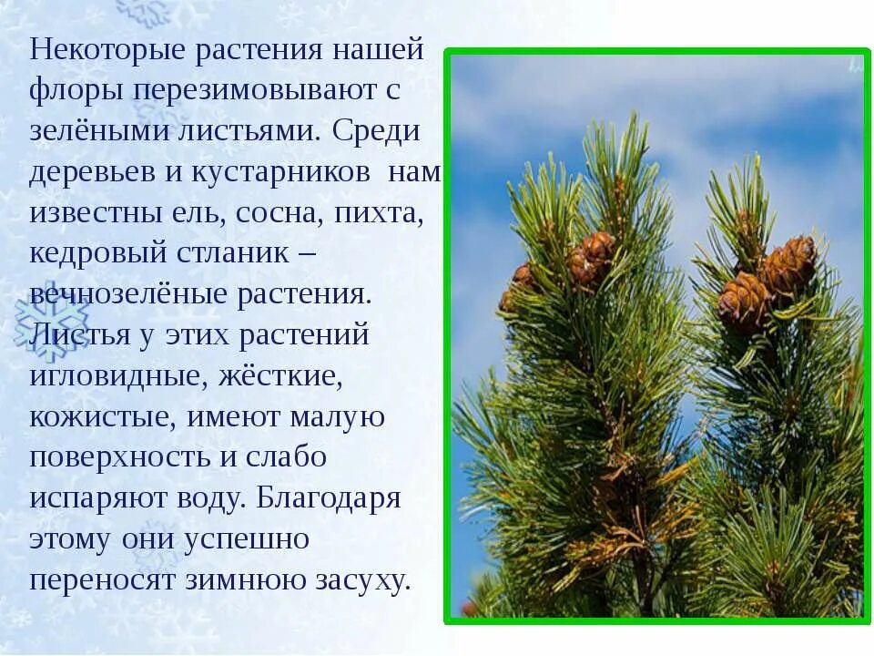 Сезонные изменения в живой природе. Жизнь растений зимой и летом 2 класс. Сезонные изменения в жизни растений. Растения зимой презентация. Жизнь растений зимой и летом 2 класс.