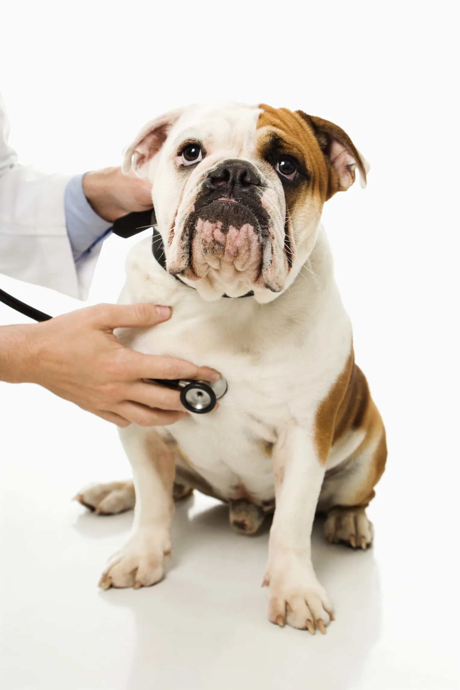 Собака Ветеринария. Собака в клинике. Здоровая собака. Ветеринария болезни собак. Выздороветь собака