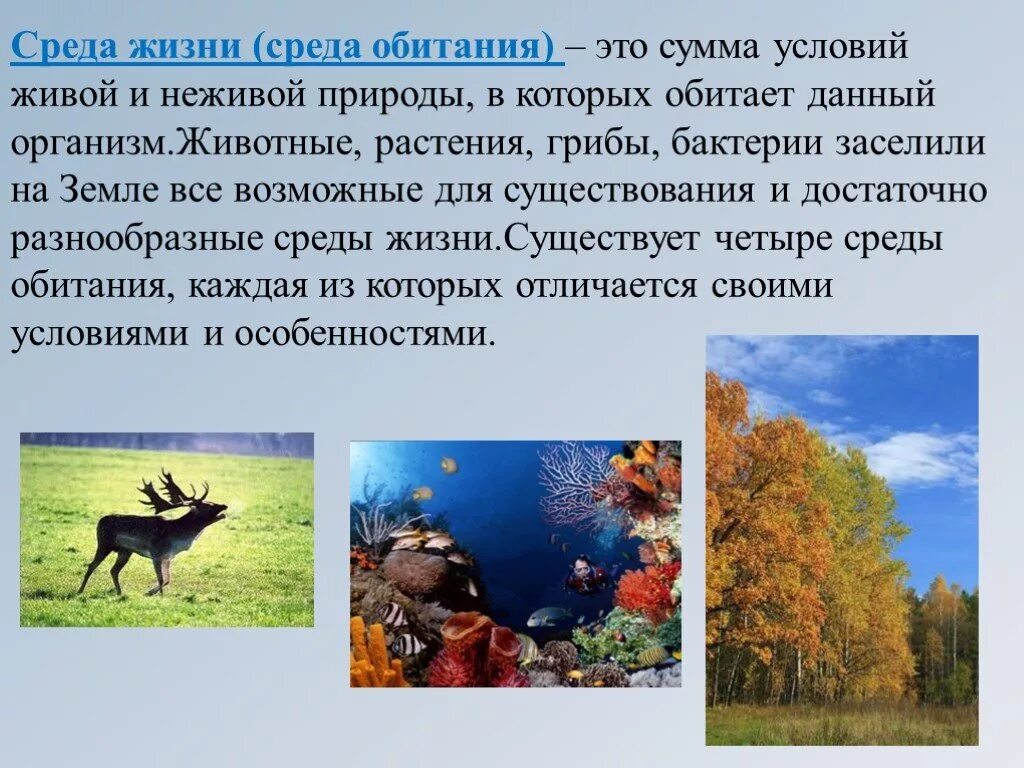 Условия для жизни живых организмов. Среда обитания живой природы. Среды жизни. Среды жизни животных. Условия жизни живых организмов.