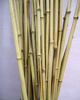 Бамбуковые палочки растение