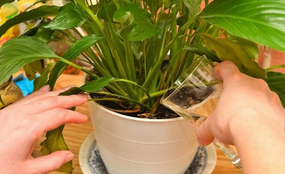 Поливка комнатных растений. Натуральный подкорм для комнатных растений. Поливы и подкормки комнатных растений. Уходзакомнатнымирасстениями. Горшок для растений с поливом.