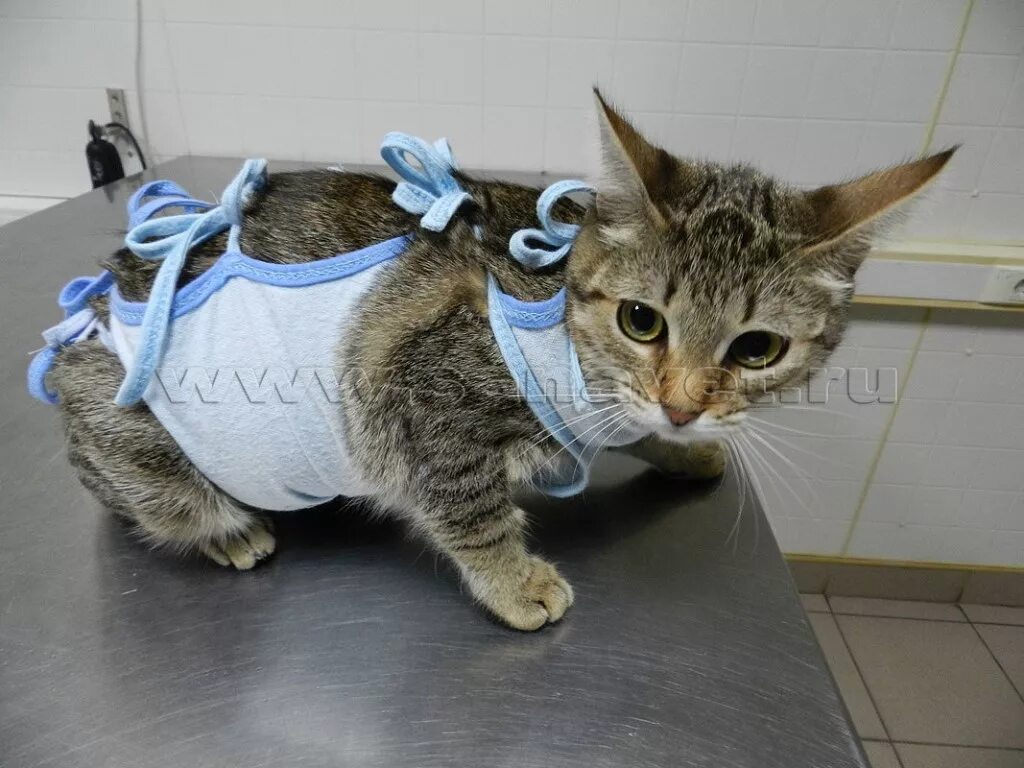 После лапароскопии носят бандаж. Бандаж для кошки. Кот в повязке. Кошачий бандаж для стерилизации.