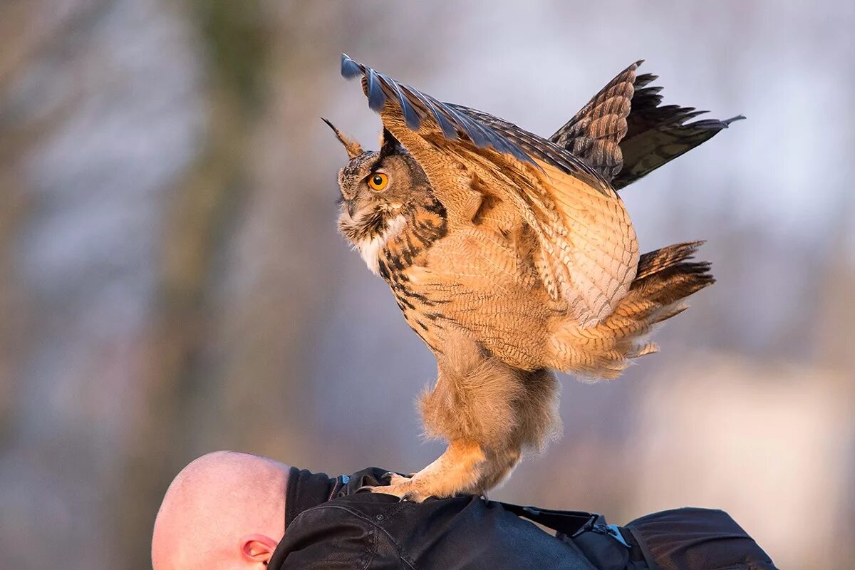 Сова с добычей. Филин Bubo Bubo. Ушастая Сова на охоте. Филин охотится. Филин с добычей.