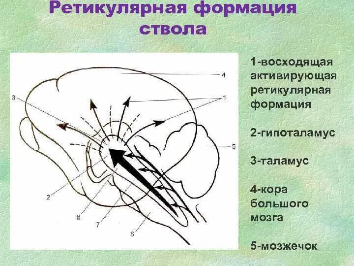 Ретикулярная формация головного мозга. Патофизиология ретикулярная формация. Ретикулярная формация мозгового ствола. 1 Блок мозга ретикулярная формация.