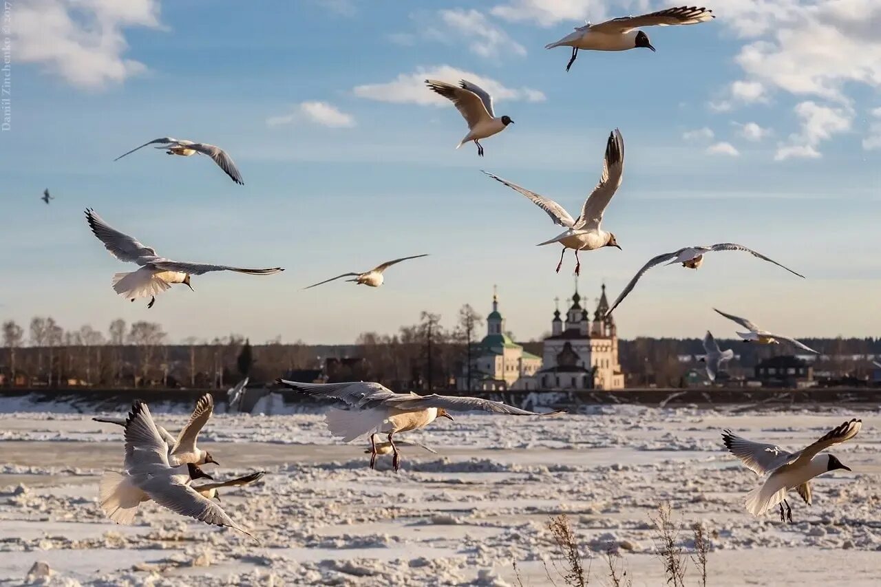 Великий Устюг ледоход. Птицы на севере весной