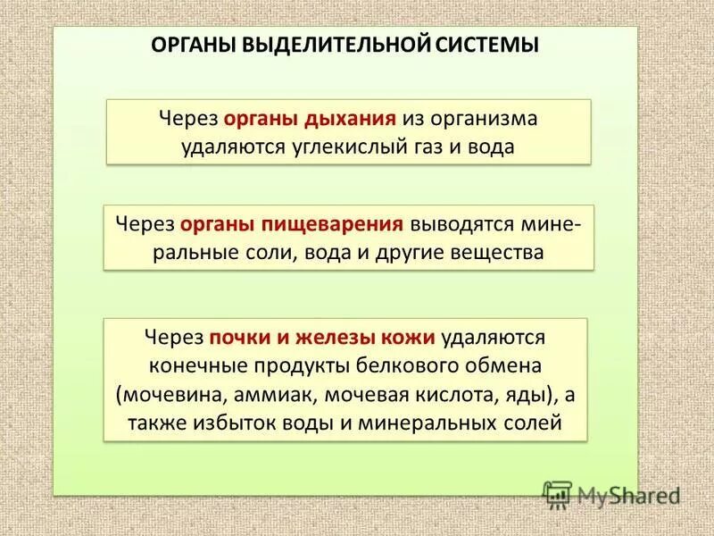 вода удаляется из организма через. через какие органы происходит удаление из организма вредных веществ. строение выделительной системы человека. вода удаляется из организма через. через почки из организма человека удаляются.