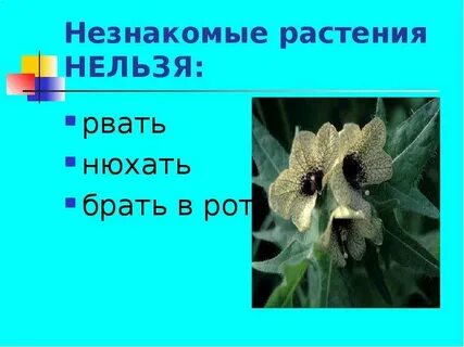 Цветок нельзя
