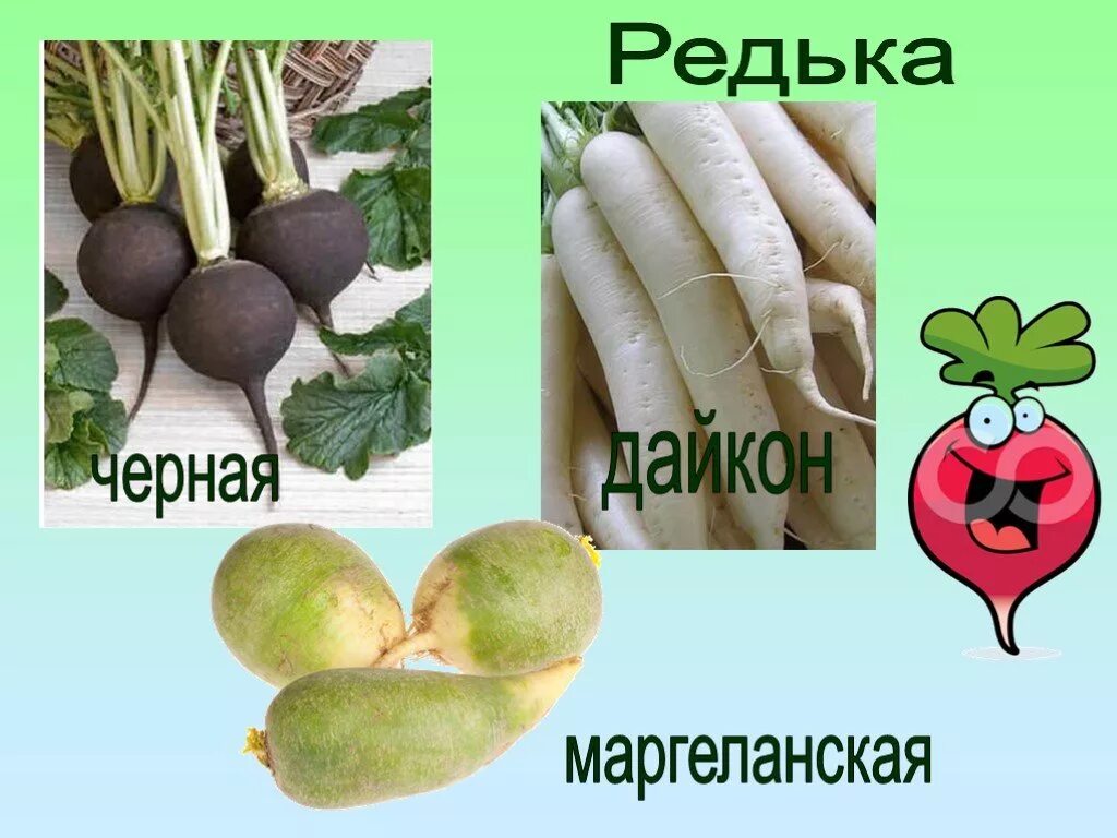 Редис двудольное