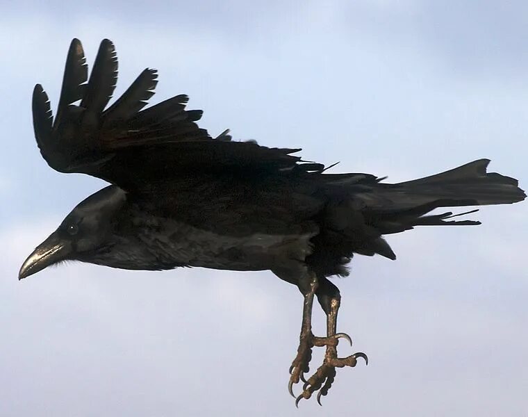 Crow не работает
