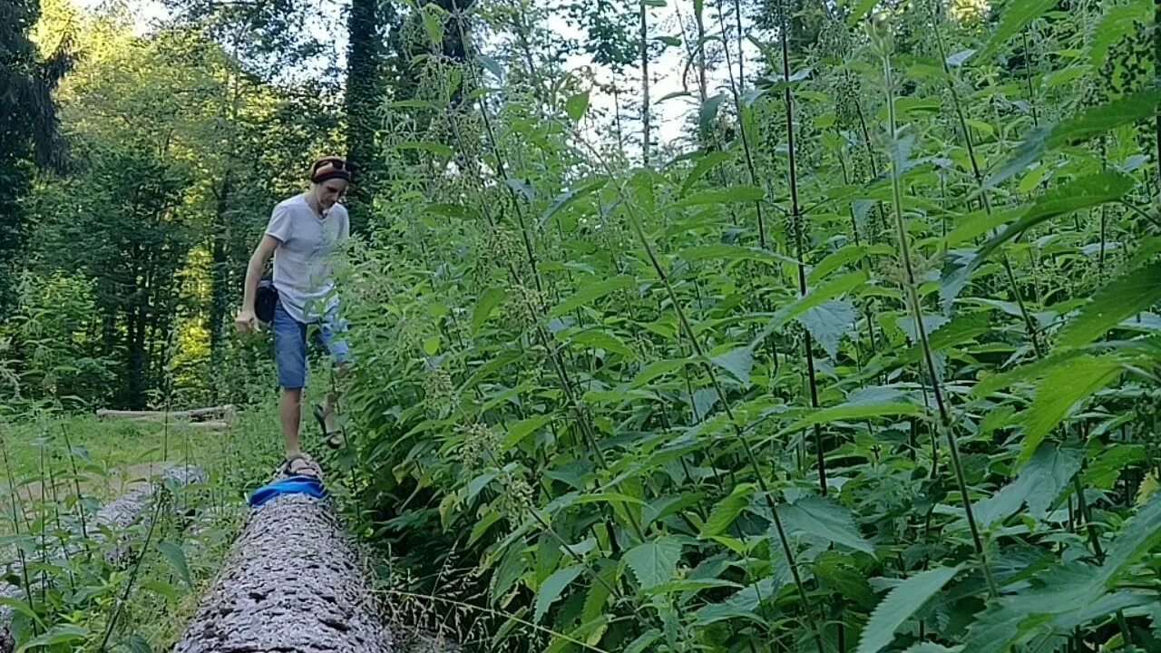 Крапиву запоминаем заросли. Заросли крапивы. Крапивой по. Крапива тропинка. Палка и крапива.