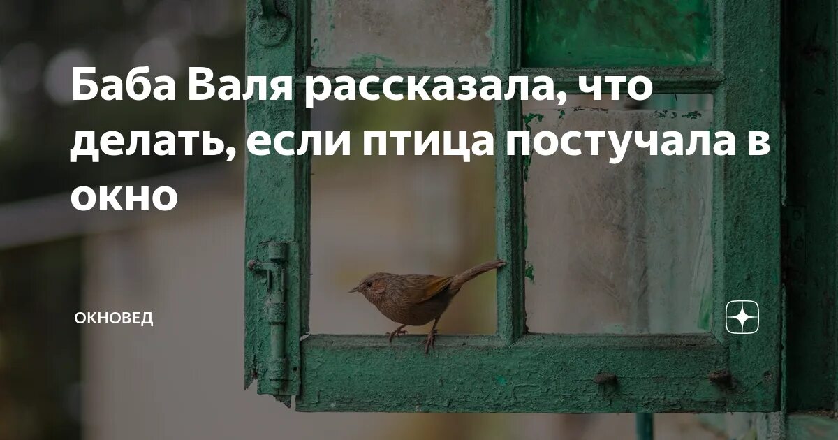 Что значит если птица врезалась в окно. Птица стучит в окно примета. птица стучится в окно примета. примета если птица стучит в окно. птица постучалась в окошко.