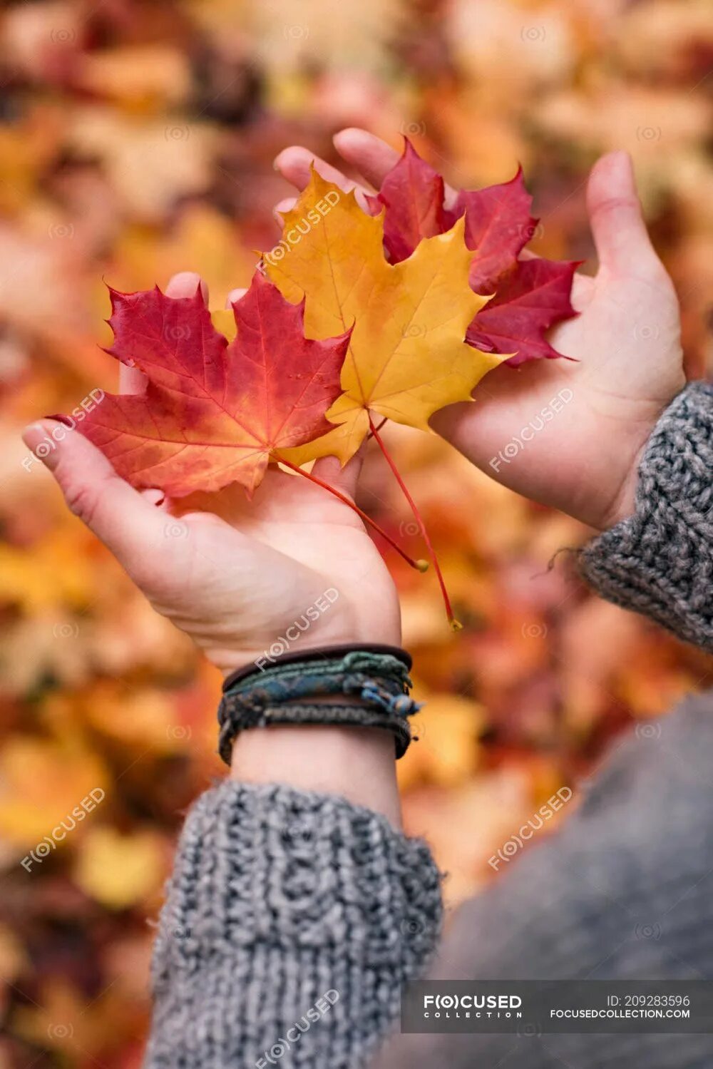 Он любит играть листьями. Осенние листья в руках. Лист в руке осень. Кленовый лист в руке. Букет листьев в руках.