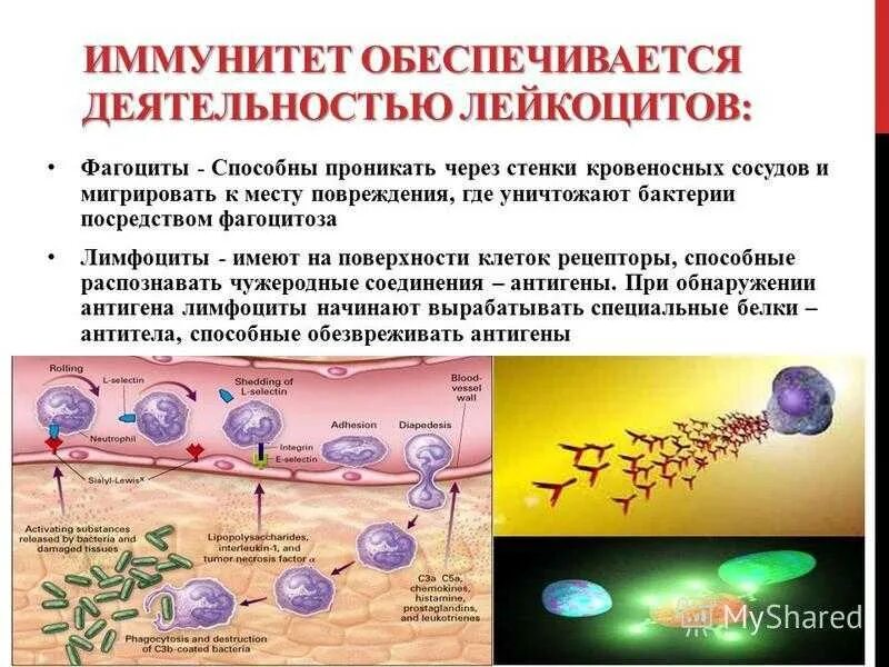 Иммунитет. Иммунные клетки организма. Лейкоциты механизм действия. Клеточный иммунитет обеспечивают клетки. Количество иммунных клеток