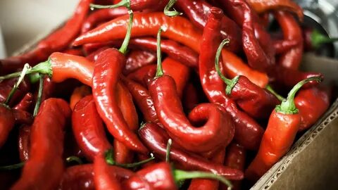 Chilli pepper
