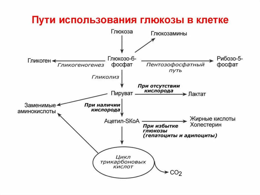 Основные пути превращения Глюкозы в тканях. Основные пути тканевых превращений Глюкозы. Схема общих путей метаболизма Глюкозы. Последовательность процессов при окислении фруктозы