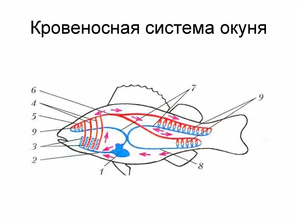 Внутреннее строение рыбы кровеносная система. Строение кровеносной системы окуня. Строение кровеносной системы рыб. Внутреннее строение речного окуня кровеносная система. Особенности кровообращения рыб