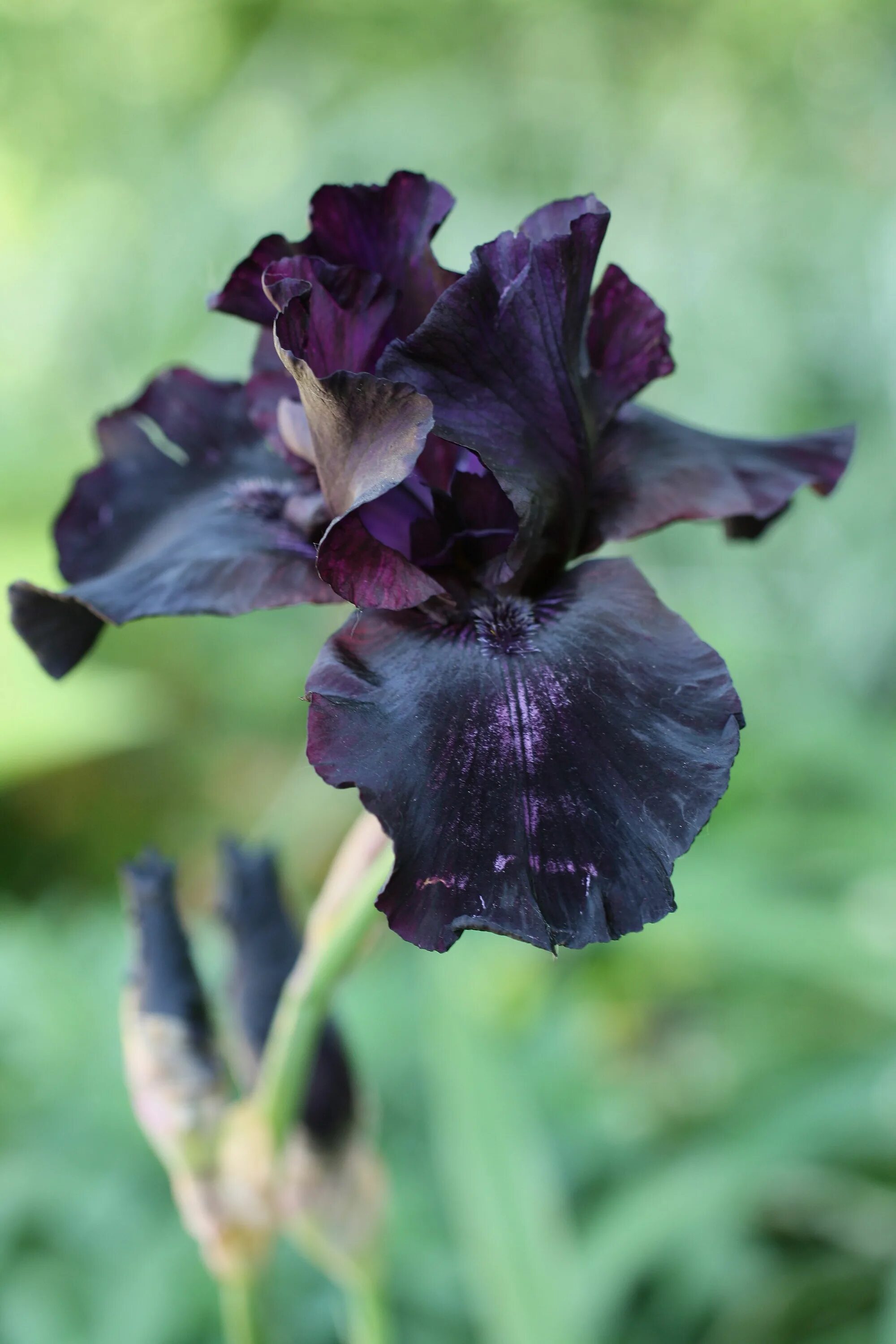 Ирис германский блэк уотч. Ирис keith keppel irises. Ирис черный принц фото. Ирис блэк сьютед. Ирис черный принц фото.