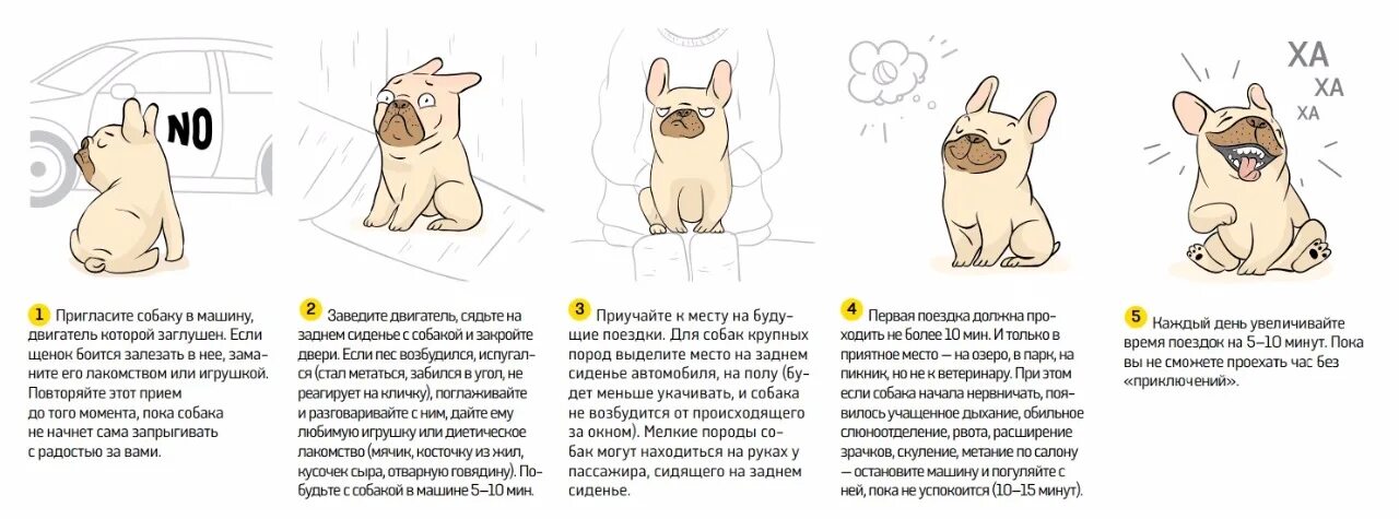 Как научить есть кусочки. Как приручить собаку. Как приучить собаку. Как приручить собаку к себе. Как приручить щенка.