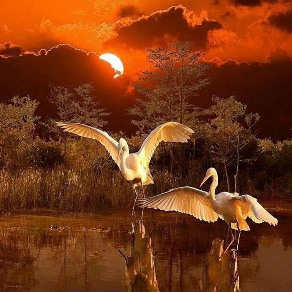 Пусть необыкновенное. Доброй ночи картинки. Птицы на закате. Открытки спокойной ночи с природой. Пожелания доброй ночи.
