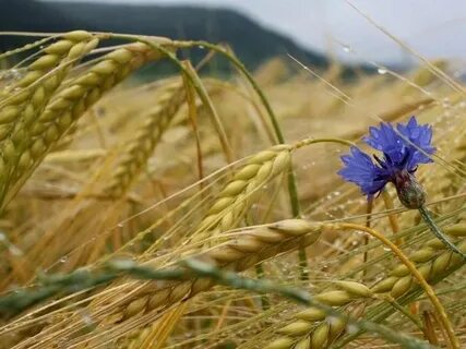 Бурая зацветающая рожь тихо шелестела колосьями