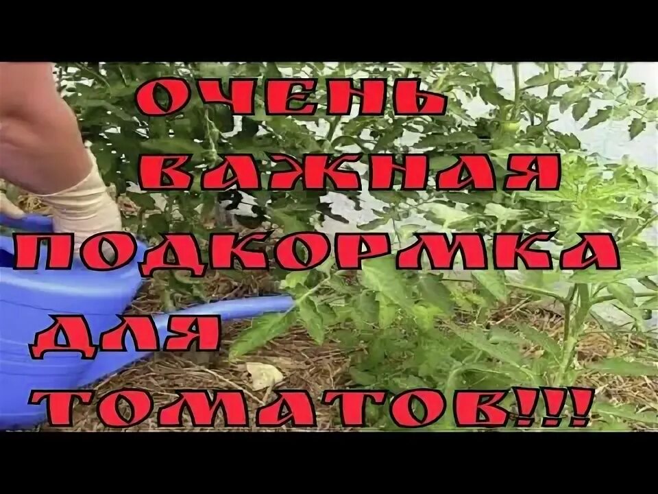Не забудь полить помидоры. Схема подкормки помидор. Подкормка для помидор. Схема подкормки помидор. Подкормка помидор в июне.