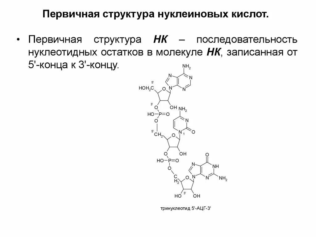 Элементы состава нуклеиновых кислот. Вторичная структура нуклеиновых кислот формула. Первичная структура нуклеиновых кислот. Первичная и вторичная структура нуклеиновых кислот. Что представляет собой вторичная структура нуклеиновых кислот.