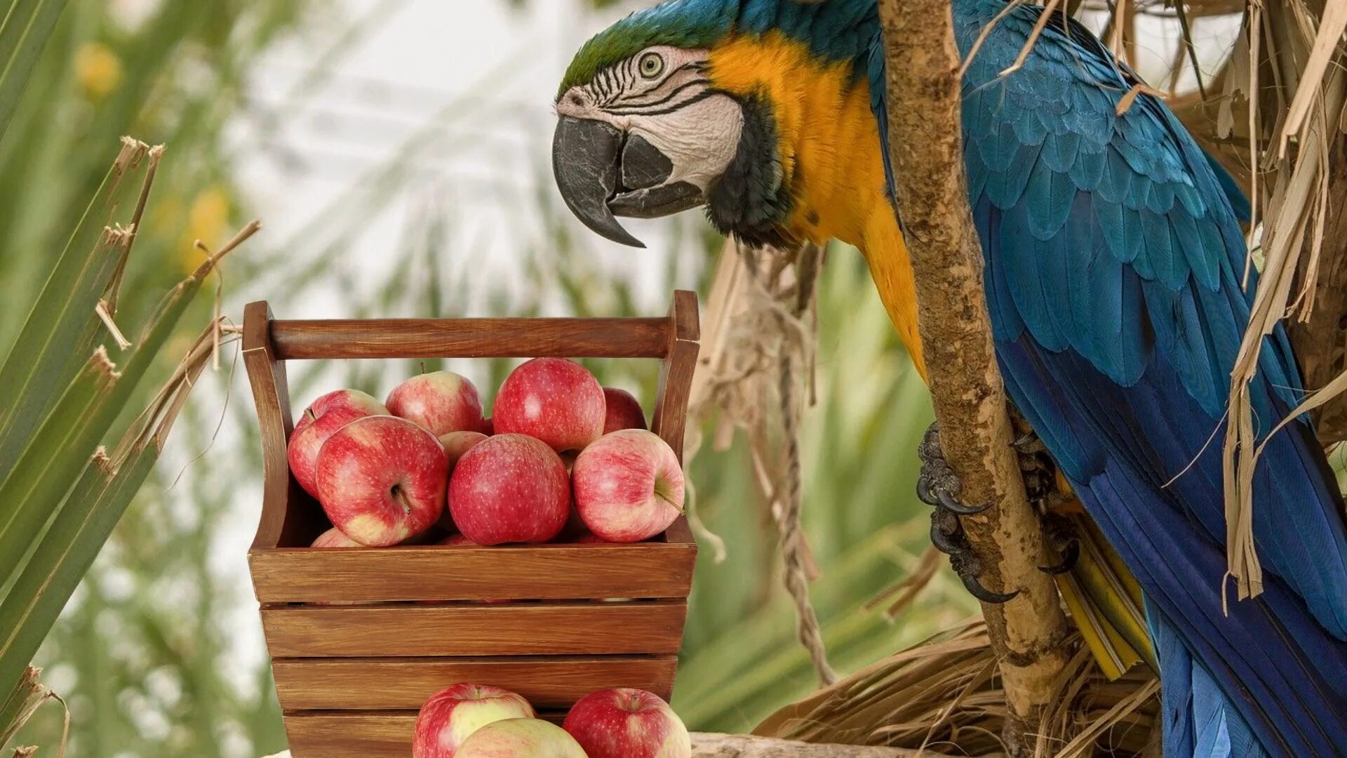 Можно попугаям яблоко. Попугай и яблоко. Попугаи питание в естественной среде. Яблоко попугаю. Попугаи едят фрукты в джунглях.