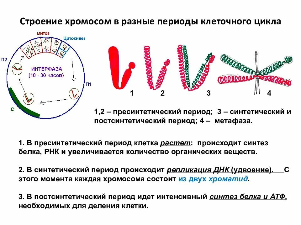 Жизненный цикл клетки удвоение ДНК. Жизненный цикл клетки схема. Жизненный цикл клетки набор хромосом. Репликация в клеточном цикле. Гаплоидная клетка с двухроматидными хромосомами