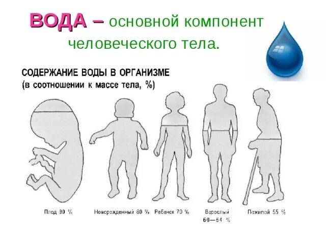 Свойство воды в организме человека. Содержание воды в организме. Важность воды для организма. Основные функции воды в организме человека. Содержание воды в человеке.