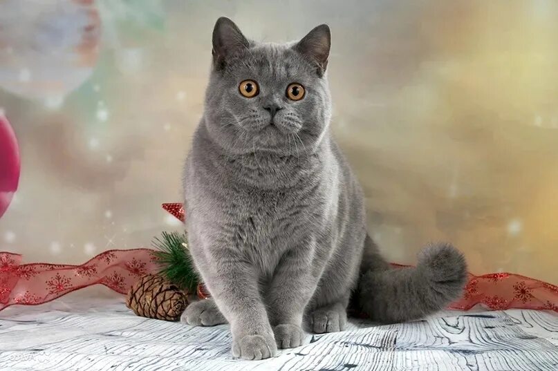 Питомник CatANDorf, заводчик Дорфман Татьяна Akenoo Магнитогорск