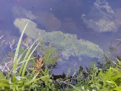 Тину на дне водоемов образуют