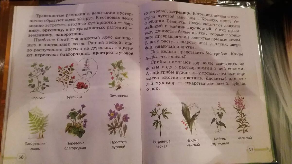 Книга зеленые страницы растения. Виды растений определитель. Книга зелёные страницы 3 класс окружающий мир растения. Атлас определитель травянистых растений.