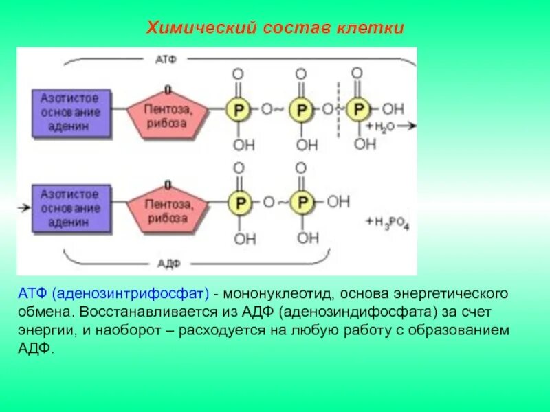 В молекулу атф входят. Строение АТФ типы химических связей. АТФ аденозинтрифосфорная кислота. Состав и строение мононуклеотидов. Мононуклеотид АТФ.