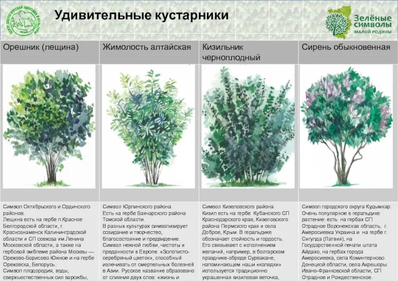 Список кустов