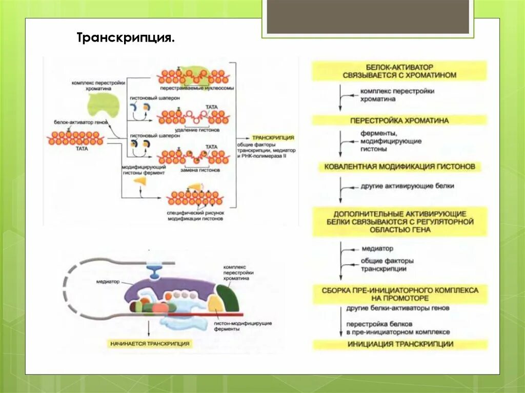 Транскрипция слова белок. Белки активаторы транскрипции. Транскрипционные факторы белок. Транскрипция белка. Белки факторы транскрипции.